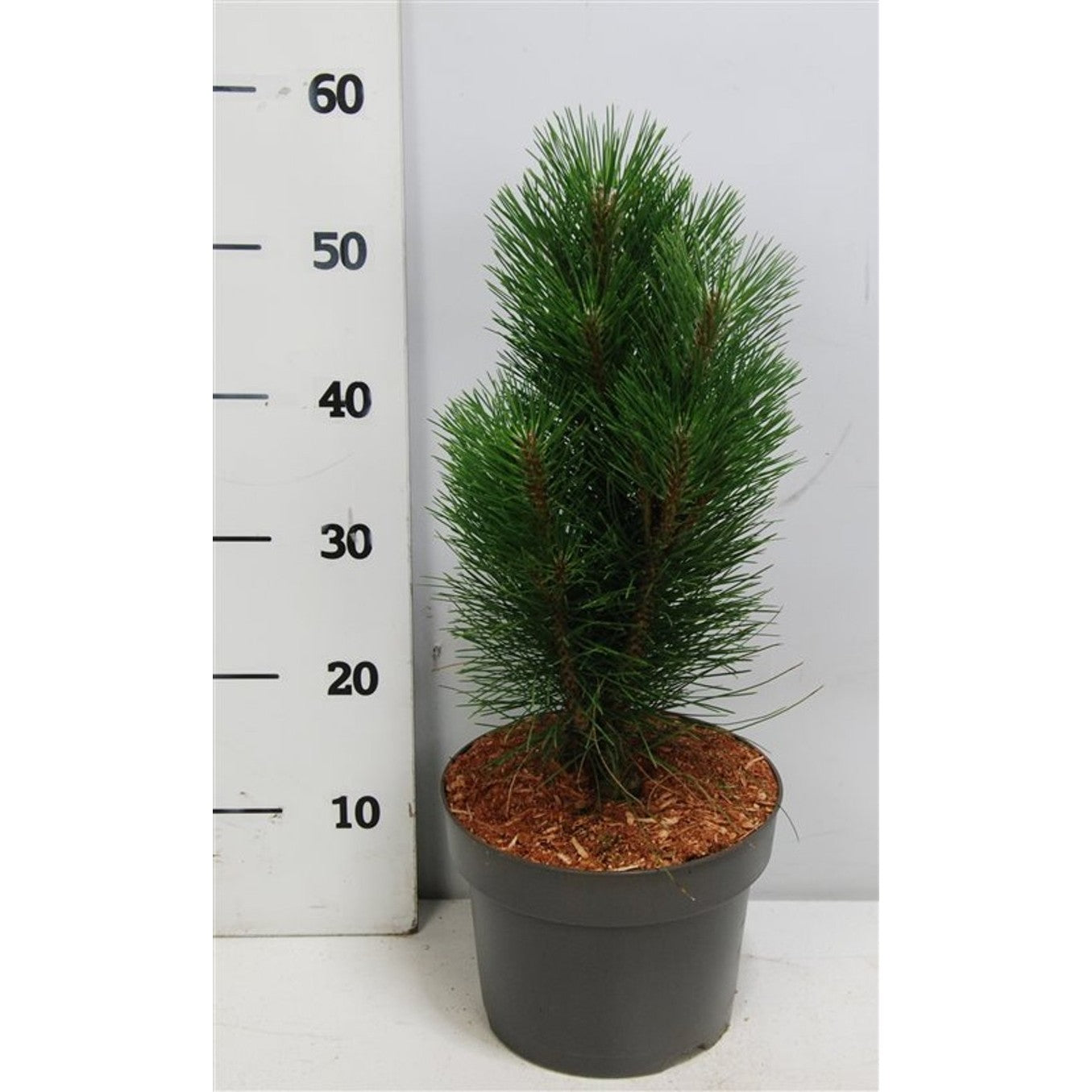 Svarttall – Pinus nigra 'Green Tower' - C5 30-40 cm.